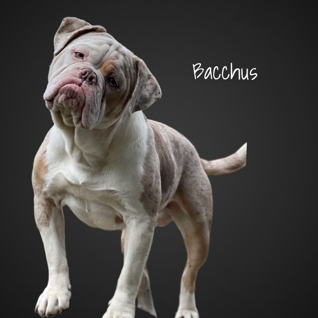 Bacchus 