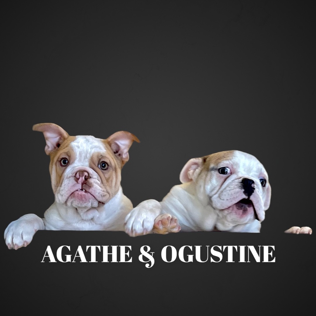 Agathe et Ogustine Exo English Bulldog 