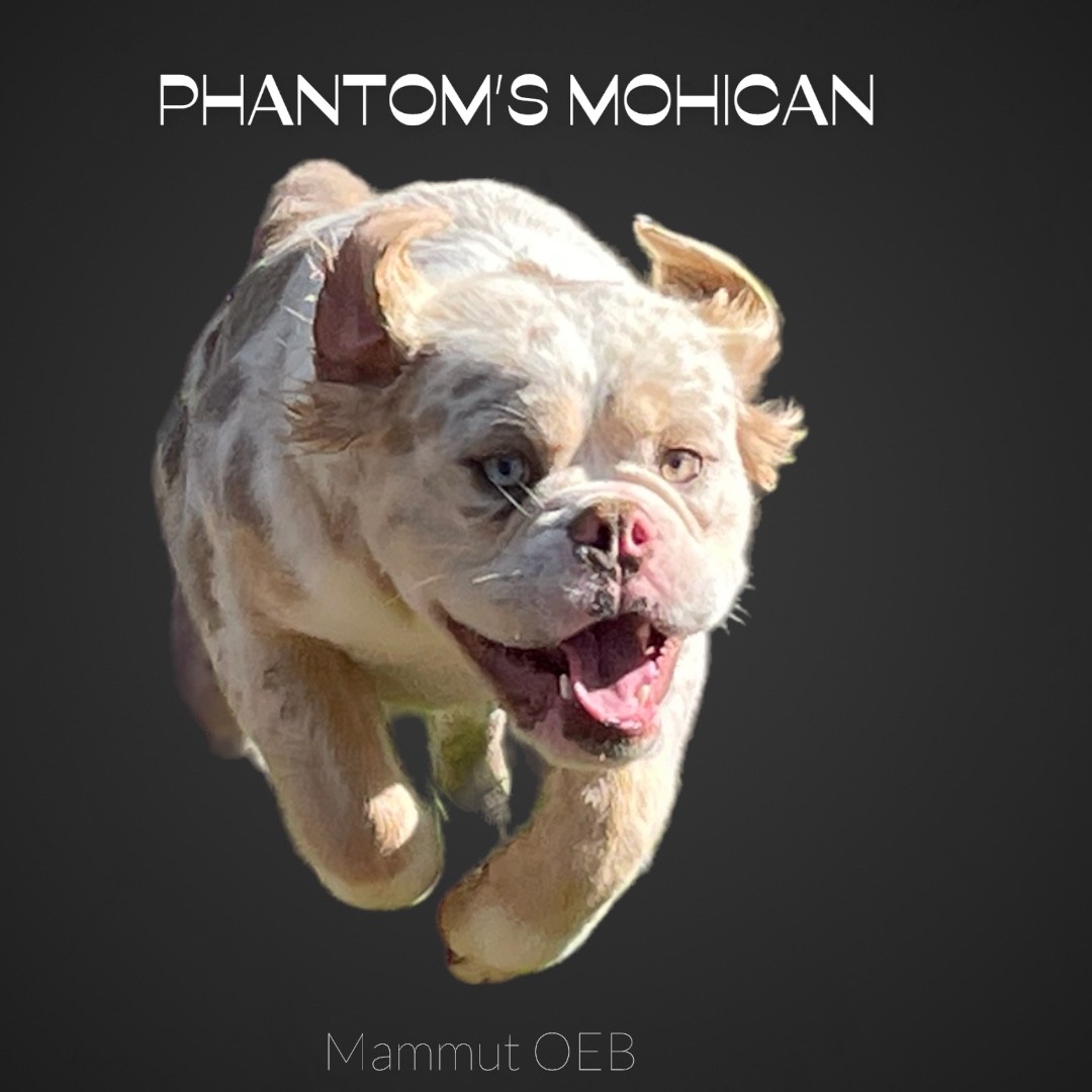 MOHICAN : mammut