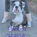 Churchill (ARIZONA x KOUMAC)