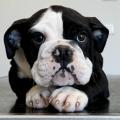 FRANKLIN