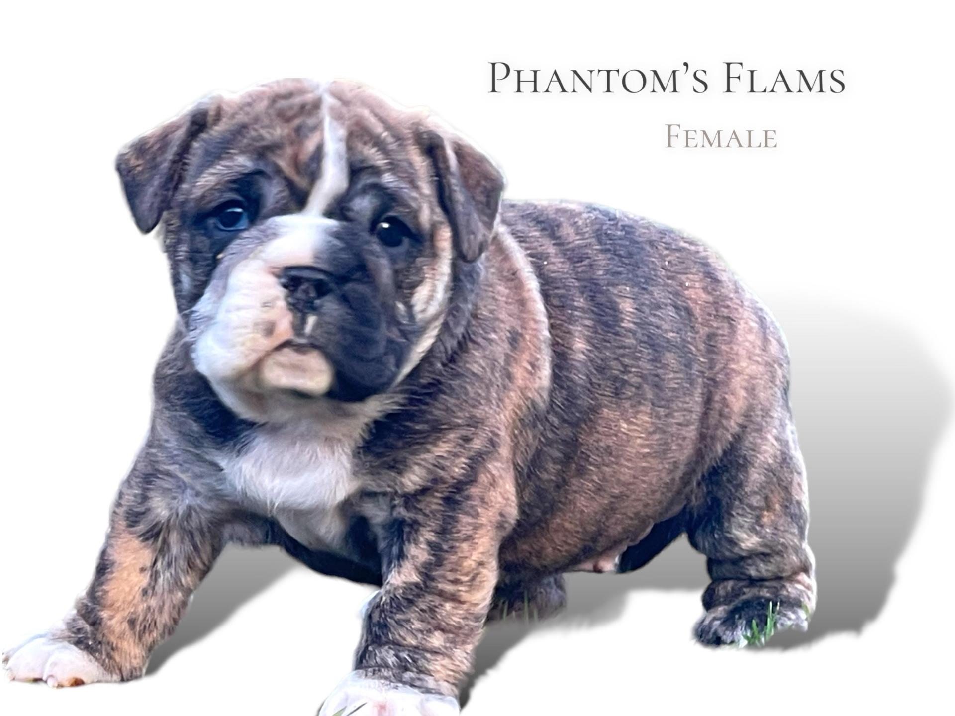 FLAMS DISPO