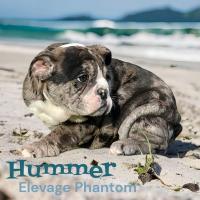 Hummer dispo