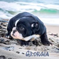 GEORGIA femelle dispo