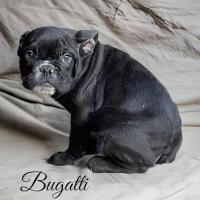 BUGATTI DISPO