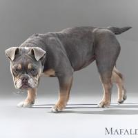 MAFLADA dispo de suite suite à désistement