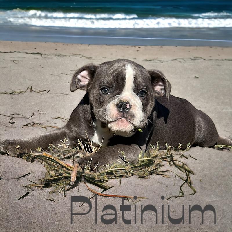 Photoroom 20230925 182245