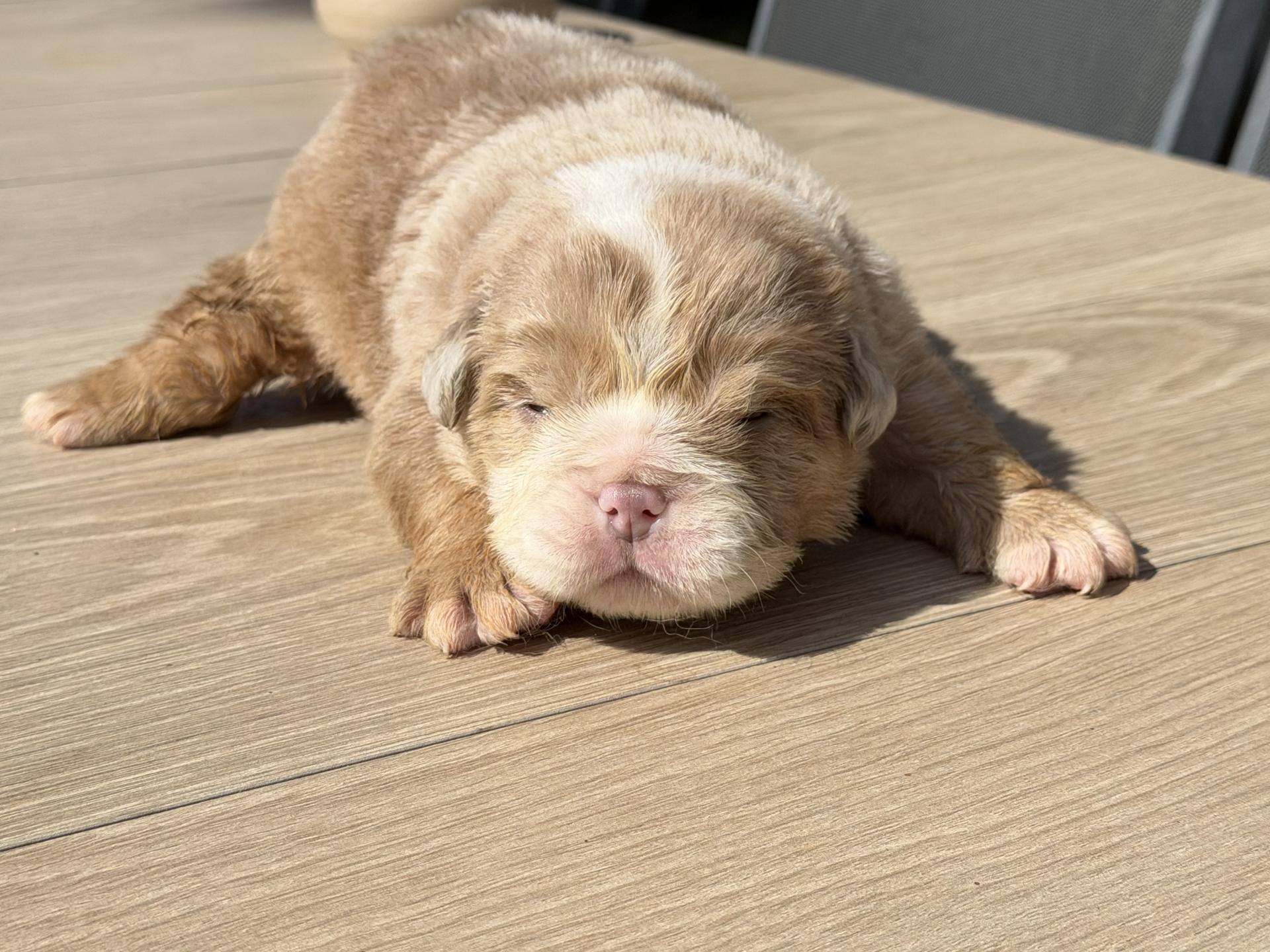 Tempimageh6jedd