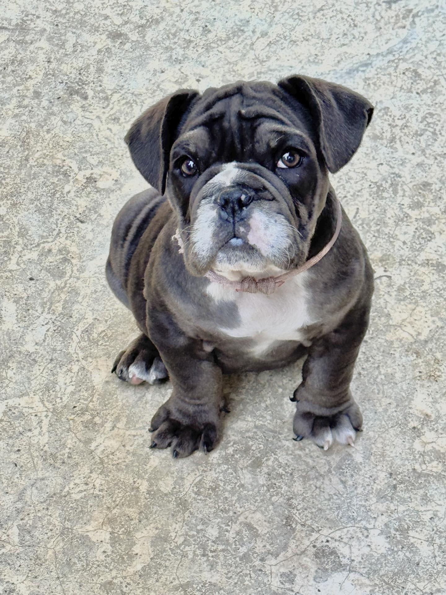 GEORGIE